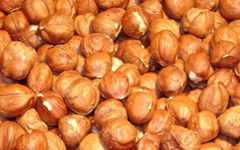 Raw Hazelnut Kernel