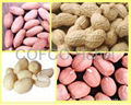 peanuts (groundnuts)in shell and kernel