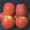 red star apple 1