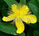 St.john's wort extract