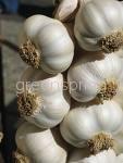 Garlic extract