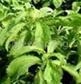 stevia 1