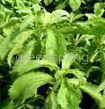 stevia