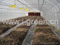 Mushroom Greenhouse  3