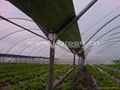 Greenhouse 2