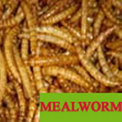 Mealworm