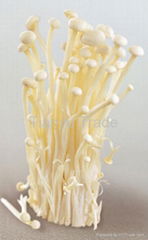 Enoki