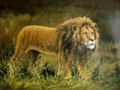 animal oil painting