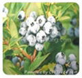 Bilberry Extract