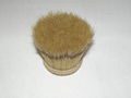 Tsingtao Bristles 1