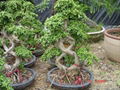 Ficus