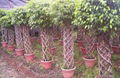 Ficus 3