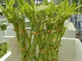 Lucky bamboo