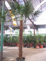 Trachycarpus fortunei