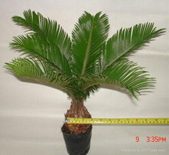 Cycas revoluta