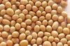 AIGI supply Soy bean Extract 40%