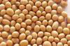 AIGI supply Soy bean Extract 40% Isoflavones