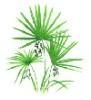 Saw palmetto berry extract 25% 1