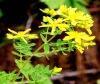 St. John's wort extract