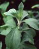 Stevia Leaf Extract 80% 1