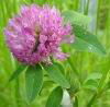 Red Clover Extract Isoflavones 1