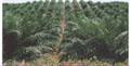 oil palm