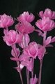 artifical flower crystal flower  silk flower dry flower wood flower 1