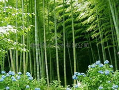 zhejiang shanhua bamboo wood co.,ltd