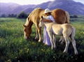 high quality oil paintings-animals 1