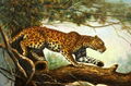high quality oil paintings-animals 3