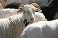 Vitual fence livestock collar