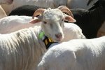 Vitual fence livestock collar
