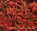 ChaoTian Dried Red Chilli 5