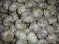 fresh garlic 4