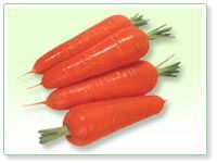 carrot