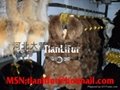 fur clothing、mink clothing、rabbit ciothing、fox ciothing 5