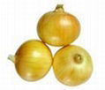 onion 1