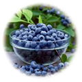 bilberry extract