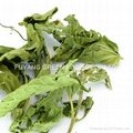  Stevia leaves powder  3