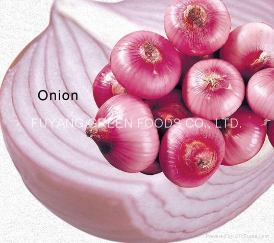 Fresh red onion 