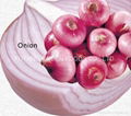 Fresh red onion 