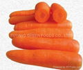 Fresh carrot  1