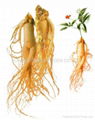 Ginseng Root/herbal tea suppliers/herbs to lower blood pressure /liqustrum herb