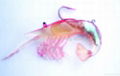 soft lure crawfish