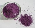 Purple 1 1