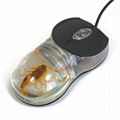 Novel real insect amber computer mouse