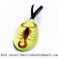 insect amber necklace 1