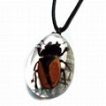 insect amber necklace 3