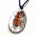 insect amber necklace 4