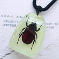 insect amber necklace 5